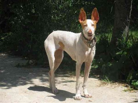 venta de podencos ibicencos en valencia|Perros podenco y sus cruces en adopción en Valencia